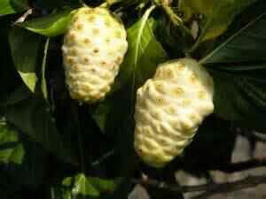 Superfood „noni“ stimulates immune system – kills / inhibites cancer