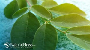 Moringa Oleifera: The King of Superfoods