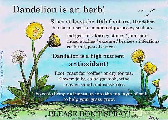 Dandelion is a herb!