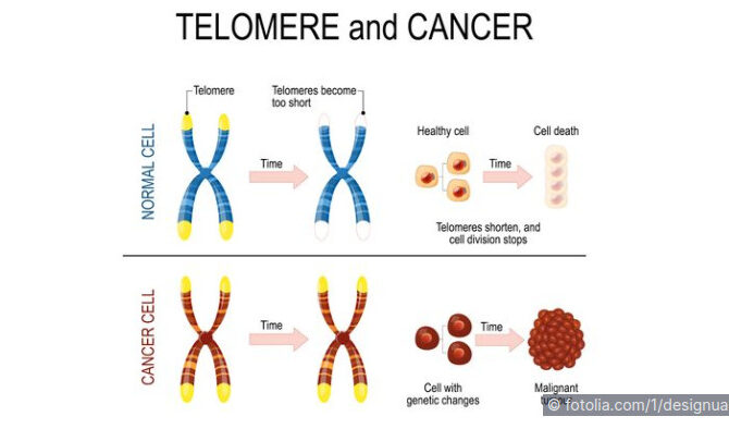 Wie Sie Ihre Telomere und damit Ihr Leben verlängern