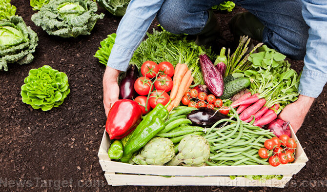 Food supply 101: How to grow food for your stockpile and be more self-sufficient