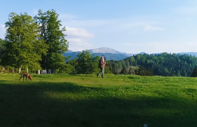 Der Löwenzahn eine starke Heilpflanze