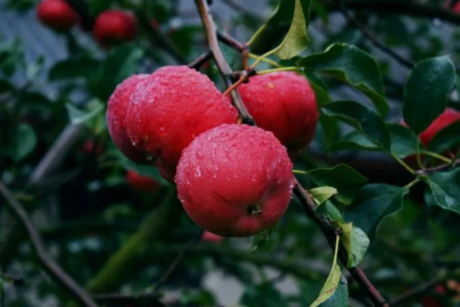 Der Apfelbaum – Die heilige Frucht der Kelten