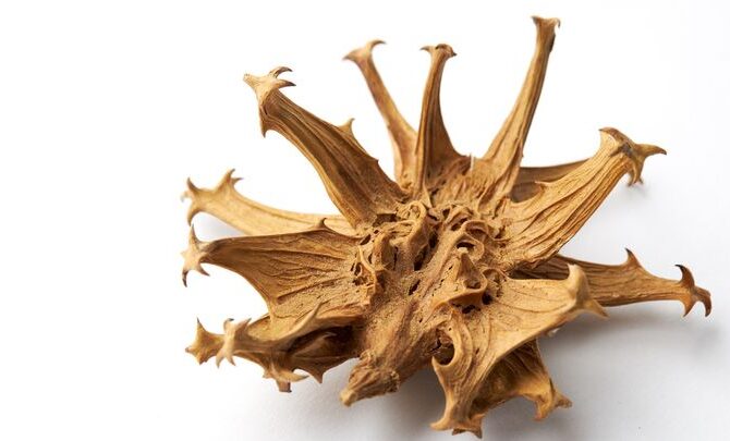 Teufelskralle gegen Entzündungen und Schmerzen