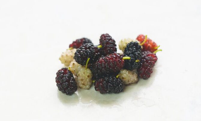 Maulbeeren – Wirkung und Verwendung